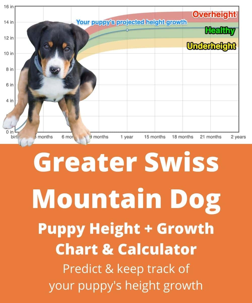 greater-swiss-mountain-dog Puppy height Growth Chart